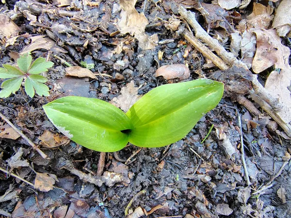 Naktsvijole Platanthera sp. (aizsargājama, Latvijā 2 sugas: smaržīgā un zaļziedu)