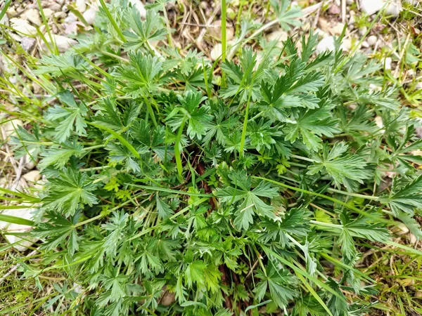 Sudraba retējs Potentilla argentea