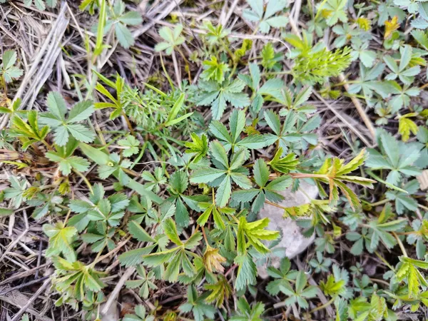 Ložņu retējs Potentilla reptans