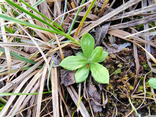 Bezdelīgactiņa Primula farinosa (aizsargājama, BVZ indikatorsuga)