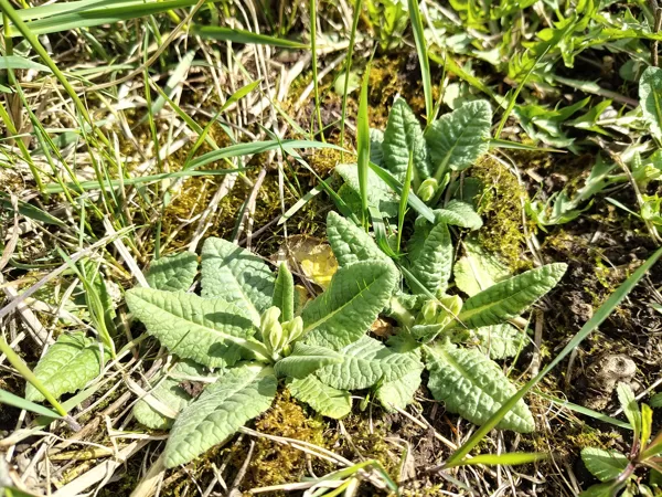 Gaiļbiksīte Primula veris (BVZ indikatorsuga)