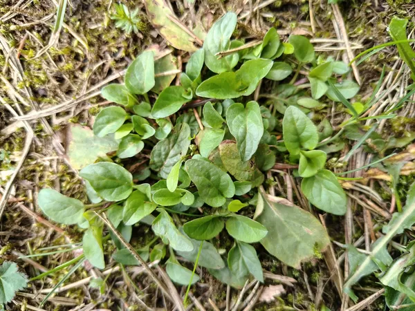 Parastā brūngalvīte Prunella vulgaris