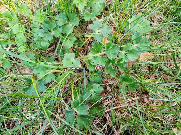 Sīpoliņu gundega Ranunculus bulbosus (aizsargājama, indīga)