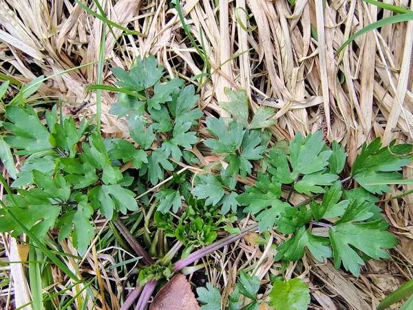 Ložņu gundega Ranunculus repens (indīga)