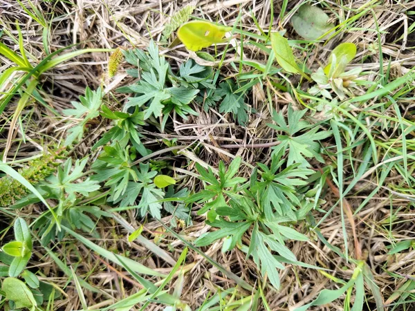 Kodīgā gundega Ranunculus acris