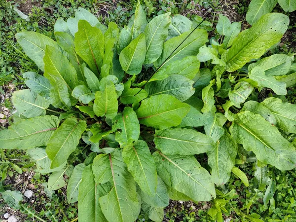 Struplapu skābene Rumex obtusifolius