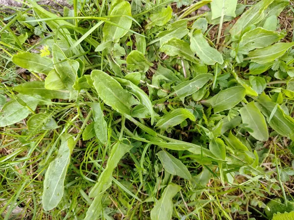 Piramidālā skābene Rumex thyrsiflorus
