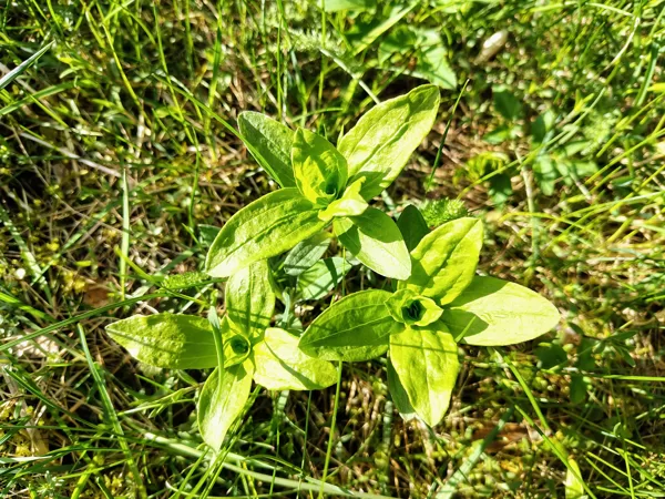 Ārstniecības ziepjusakne Saponnaria officinalis (invazīva svešzemju suga)