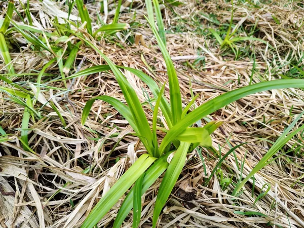 Meža meldrs Scirpus sylvestris