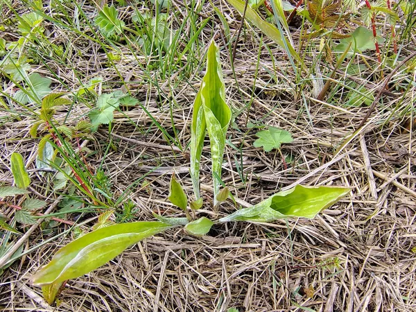 Zemā raudupe Scorzonera humilis (BVZ indikatorsuga)