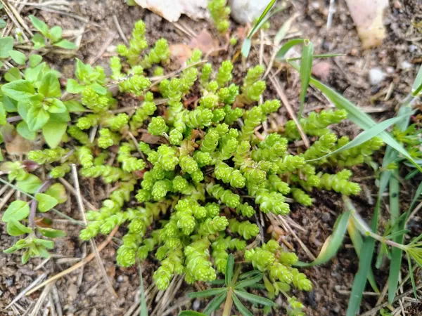 Kodīgais laimiņš Sedum acre (BVZ indikatorsuga)