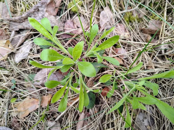 Nokarenā plaukšķene Silene vulgaris