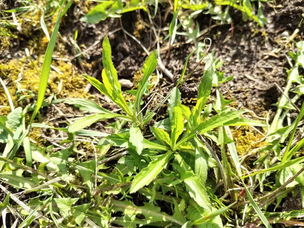 Kanādas zeltgalvīte Solidago canadensis (invazīva svešzemju suga)