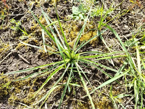 Pļavas plostbārdis Tragopogon pratensis