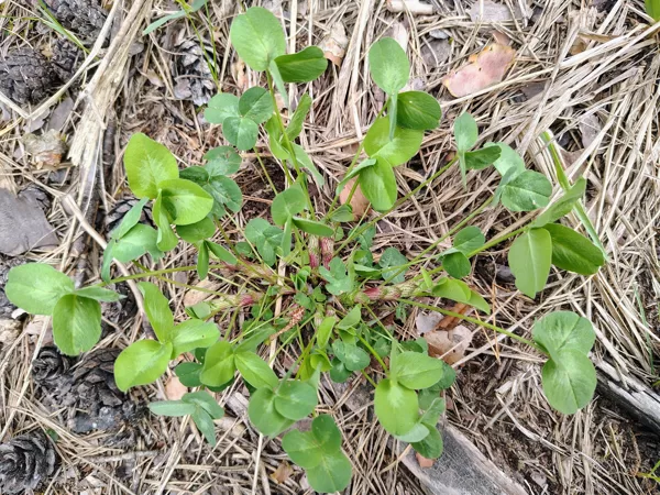 Pļavas (sarkanais) āboliņš Trifolium pratense