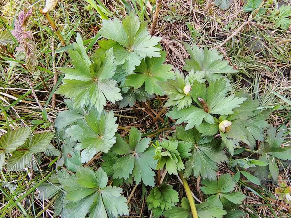 Eiropas saulpurene Trollius europaeus (BVZ indikatorsuga)