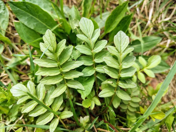 Ārstniecības baldriāns Valeriana officinalis