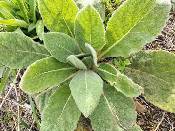 Parastais deviņvīruspēks Verbascum thapsus