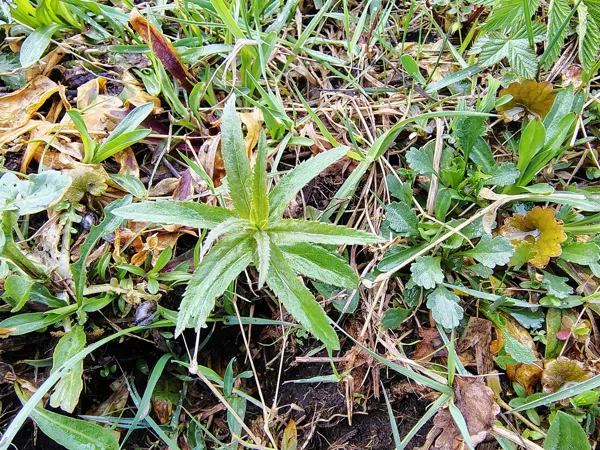 Garlapu veronika Veronica longifolia