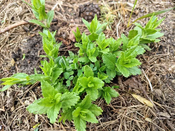 Krasta veronika Veronica teucrium